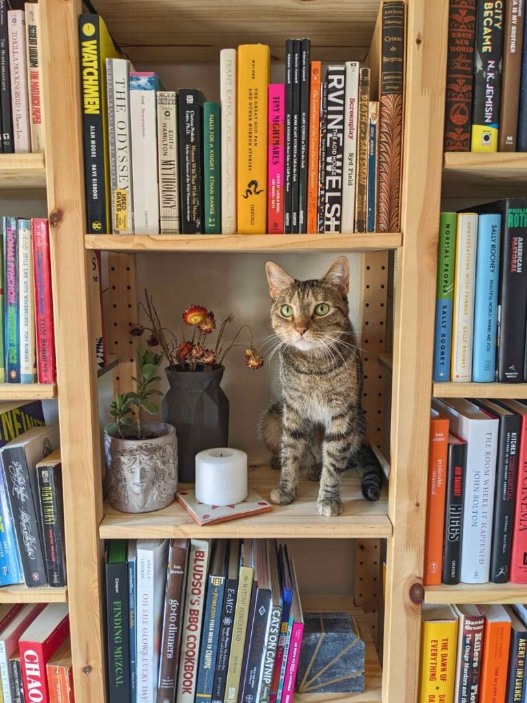 A light wood bookshelf is filled with books. On the middle shelf a tabby cat sits next to a white candle, light gray pt with green plant, and a dark gray vase with pink dried flowers.